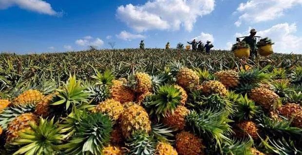 对不起我给湛江人拖后腿了开云体育 开云平台(图56)