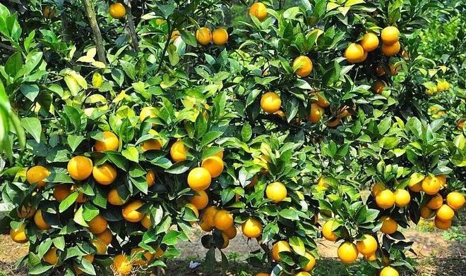 对不起我给湛江人拖后腿了开云体育 开云平台(图58)