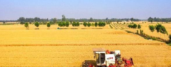 我国粮食应开云 开云体育APP急加工企业日加工能力可满足全国14亿人2天的需要！(图2)