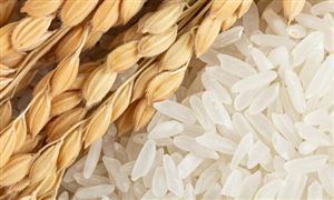 粮食加工行业现状分析 各类高附加值产品快速兴起Kaiyun 开云(图2)
