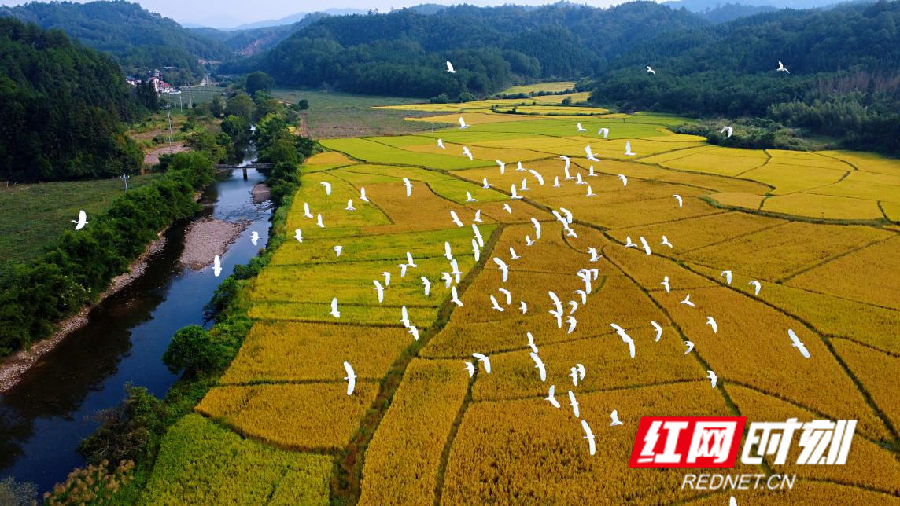 永州人大·履职时光丨蒋珍凤：用良心种放心粮食 用珍心做湘米品牌开云APP 开云官网入口(图2)