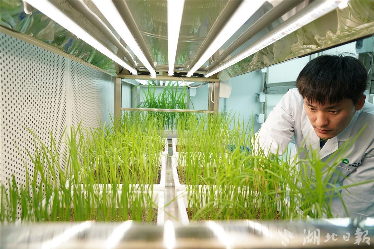 开云体育 kaiyun.com 官网入口夯实粮食产业提质增产基础 湖北部署实施“种粮一体化”行动(图4)