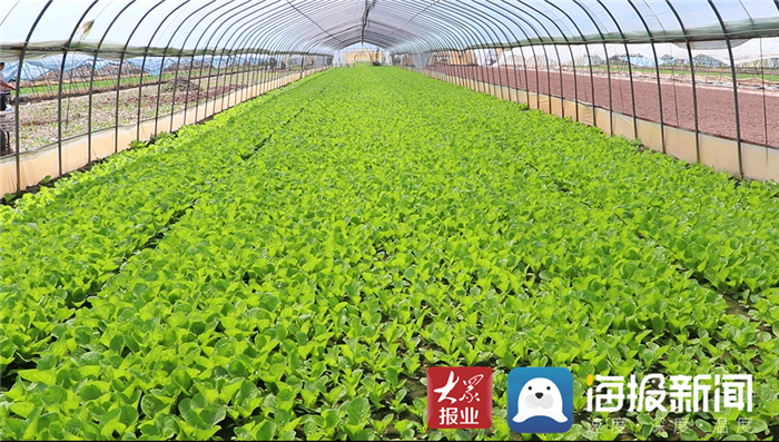 开云APP 开云官网入口府东街｜在大大的菏泽挖呀挖呀挖……(图2)