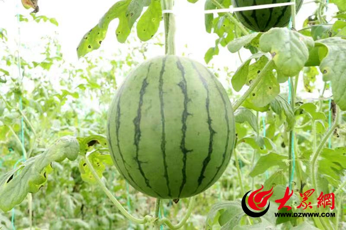 开云APP 开云官网入口府东街｜在大大的菏泽挖呀挖呀挖……(图7)