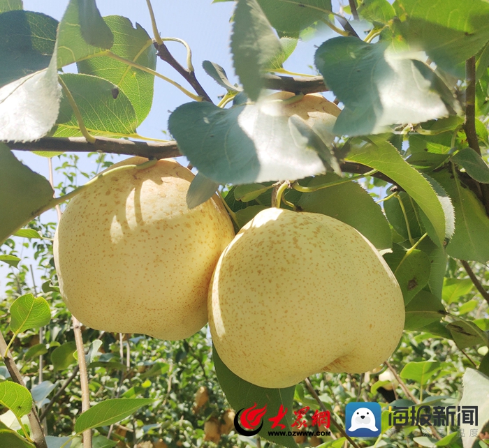 开云APP 开云官网入口府东街｜在大大的菏泽挖呀挖呀挖……(图8)