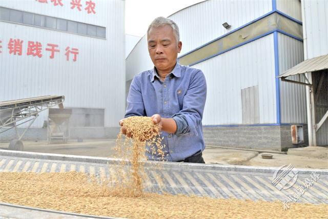 开云体育 开云平台端稳饭碗 幸福满满 赤壁市夯实粮食生产发展基础(图3)