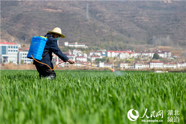 湖北粮食库存可供消费一年以上 435家粮油企业承诺不涨价开云体育 开云官网(图5)