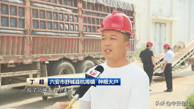 安徽开云 开云体育官网省夏粮收购稳步推进(图2)