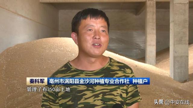 安徽开云 开云体育官网省夏粮收购稳步推进(图6)
