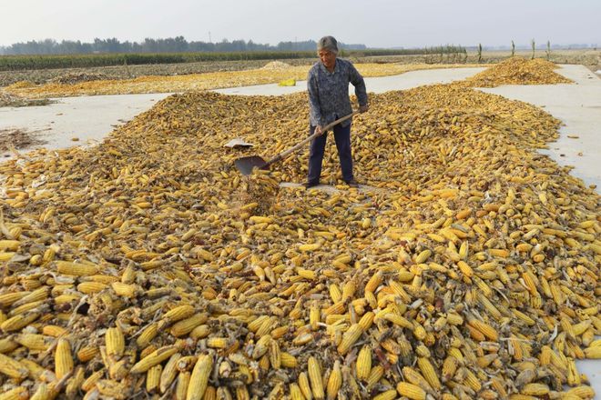 烘开云 开云体育平台干设备为粮食加工夯实质量保障(图2)