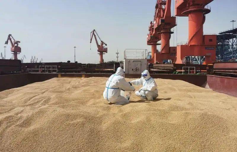开云体育 开云官网解读 进口粮食监管流程(图6)