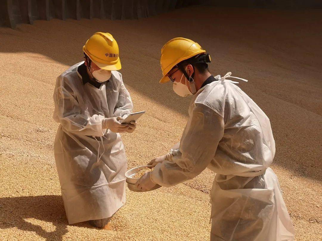 开云体育 开云官网解读 进口粮食监管流程(图7)