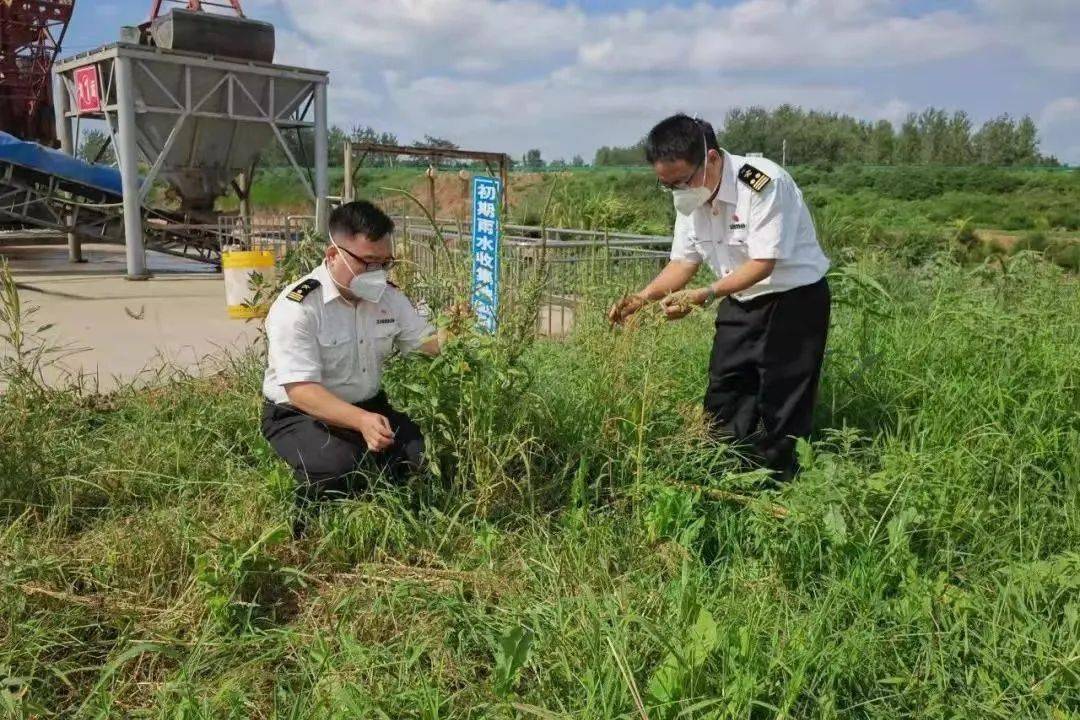 开云体育 开云官网解读 进口粮食监管流程(图11)