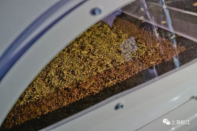 开云APP 开云官网入口想一年四季尝新米？松江这里的项目完工后就能满足你！(图2)