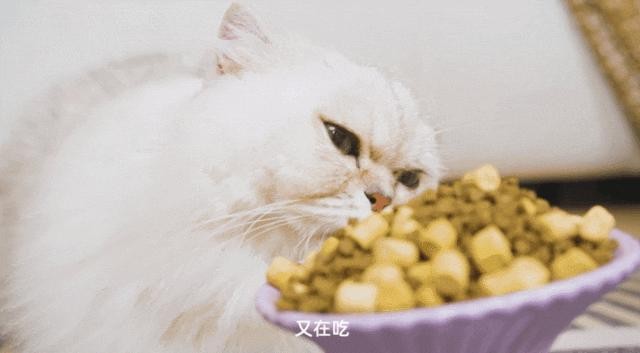 开云APP 开云官网入口佩玛思特新工厂全面升级旗下全新黑金鲜鸡肉系列亮相亚宠(图11)