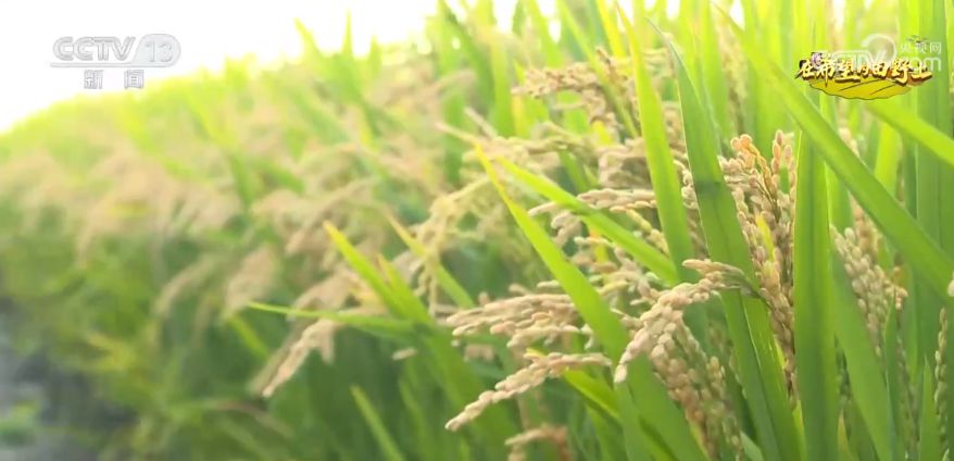 粮食生产第一大省的增产密码开云 开云体育官网(图2)