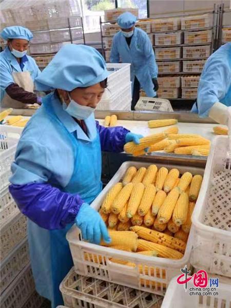 黑龙江：中国鲜食玉米速开云体育 Kaiyun.com 官网入口冻果蔬大会在青冈召开(图2)