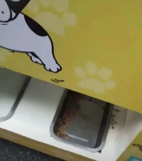 开云 开云体育平台“投空瓶可出粮”的流浪动物自动喂食机现身如此“善意”可行吗？(图2)