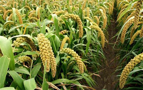 开云 开云体育平台五谷杂粮粥的做法各种五谷杂粮粥食材搭配方法！(图2)