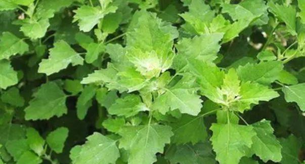 开云体育 开云官网农村随处可见的野草可食用可药用药用价值高营养丰富(图2)