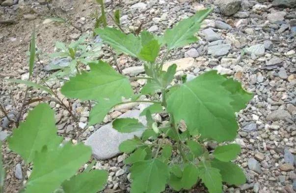 开云体育 开云官网农村随处可见的野草可食用可药用药用价值高营养丰富(图3)