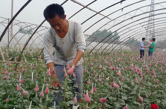 开云体育 开云官网农村不愁销路的致富项目有哪些？4个不愁卖的值得考察(图4)