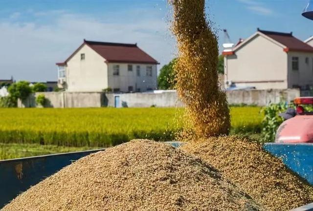Kaiyun 开云突破！闵行本土粮食品牌实现大米加工“0到1”(图5)