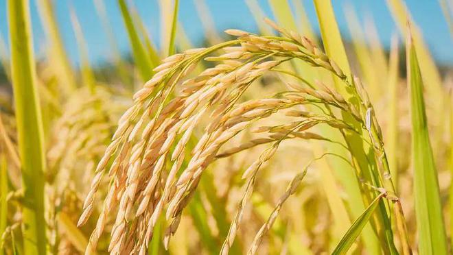 开云体育 Kaiyun.com 官网入口涉及快递包装、粮食安全……6月起这些新规将施行→(图1)