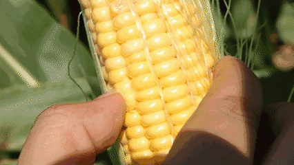 Kaiyun 开云你“肿”了吗？快来杯玉米须茶吧！免煮免熬清香好味道！(图8)