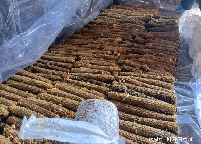 只要不怕脏一月能挣上三五万这3个商开云 开云体育官网机很挣钱在农村干正好(图5)