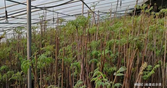 只要不怕脏一月能挣上三五万这3个商开云 开云体育官网机很挣钱在农村干正好(图11)