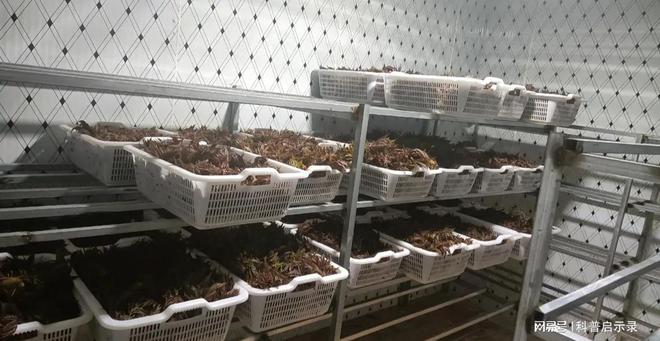 只要不怕脏一月能挣上三五万这3个商开云 开云体育官网机很挣钱在农村干正好(图10)