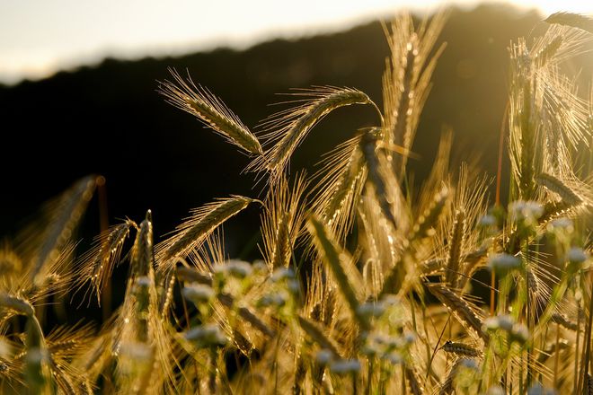 全球粮价飞涨40%！俄罗斯收紧部开云 开云体育平台分粮食出口中国加大粮食生产支持(图4)