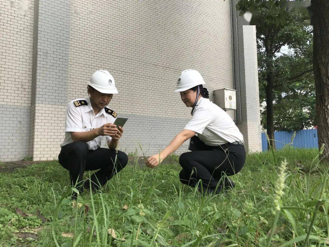 开云 开云体育官网【动植物检疫】一文读懂进境粮食那些事儿(图12)